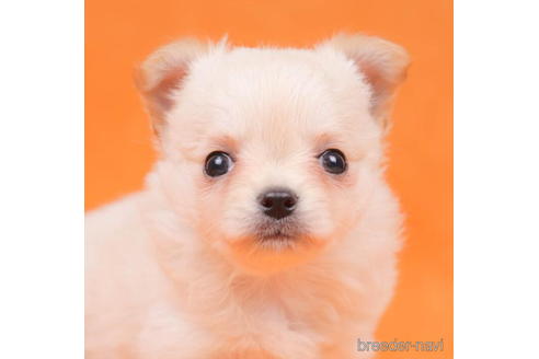 成約済の東京都のチワワ(ロングコート)-200329の2枚目